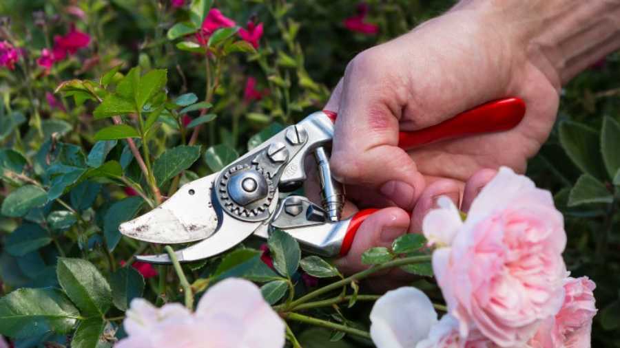 Sécateur Felco 14
