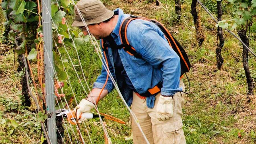 Sécateur viticole à batterie ASA 65 STIHL