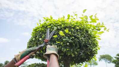 Une cisaille pour l’entretien de son jardin