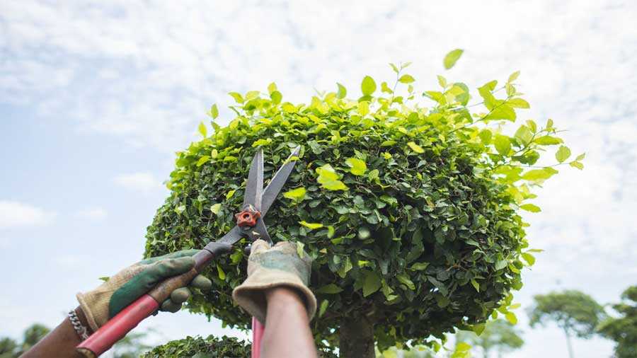 Une cisaille pour l’entretien de son jardin